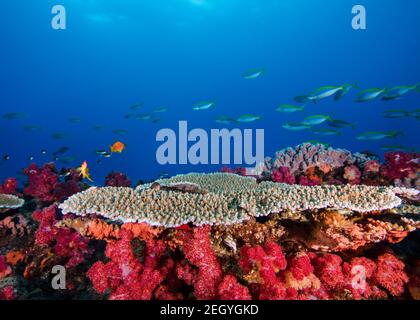 Helle Korallenriff-Szene von rosa Thistle Weichkorallen und Platte Korallen, mit einigen kleinen Fischen schwimmen vorbei im Hintergrund Stockfoto