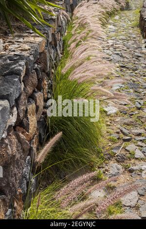 Pennisetum setaceum, eine invasive Grasart, die entlang eines Steinweges im ländlichen San Miguel, Teneriffa, Kanarische Inseln, Spanien wächst Stockfoto
