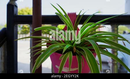 Rosafarbener Geländertopf oder Topf mit grün blühenden Pflanzen auf dem Balkon. Blumentöpfe hängen auf dem Geländer auf einer Terrasse Stockfoto