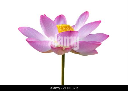 Lotus Pink White Flowers Bloom isolieren Stockfoto