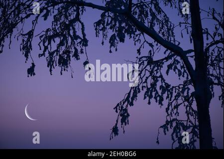 Schnee und Frost bedeckten Äste. Halbmond am Himmel der Dämmerung. Stockfoto