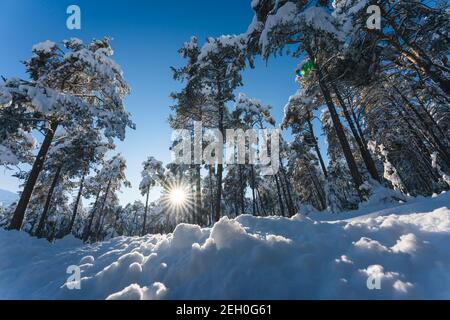 Schneebedeckte immergrüne Bäume im Alpenwald in sonnender Winterlandschaft mit Sonnenstern, Wildermieming, Tirol, Österreich Stockfoto