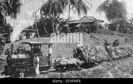 Foto des frühen 20th. Jahrhunderts von Schmalspurdampfmaschine schleppen Waggons beladen mit Bananen auf einer jamaikanischen Bananenplantage circa Anfang 1900s Stockfoto