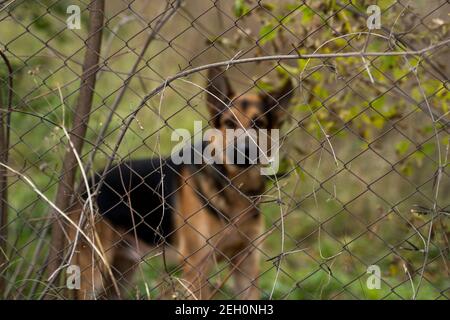 Deutscher Schäferhund hinter Käfig mit einem Baum und Gras Hintergrund schaut in eine Kamera. Tier, Hund, Haustier, Freund. Stockfoto