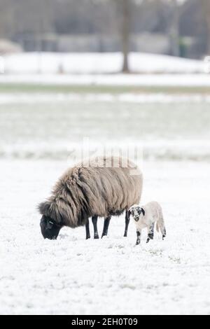 Ein neu geborenes weißes Lamm frisst Gras auf der Wiese, das Gras ist mit Schnee bedeckt. Mutter Schafe und Lämme grasen, Winter auf dem Bauernhof Bäume in Stockfoto