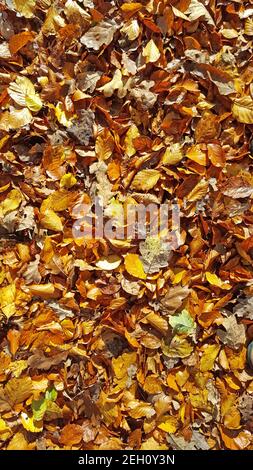 Braune und goldene Herbstblätter auf dem Waldboden Stockfoto