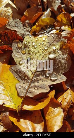 Braunes goldenes Herbstblatt mit Wassertropfen auf dem Oberfläche Stockfoto