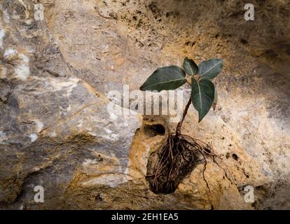 Bodhi Feigenbaum, der auf dem Felsen wächst Stockfoto