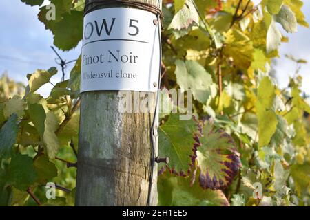 Spalierstange im Weinberg mit grünen Traubenblättern am Hintergrund bei einem Weingut in Grand Junction Stockfoto