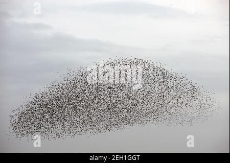 Eine Murmuration abseits des Strandes in Brighton, East Sussex, England, Großbritannien Stockfoto