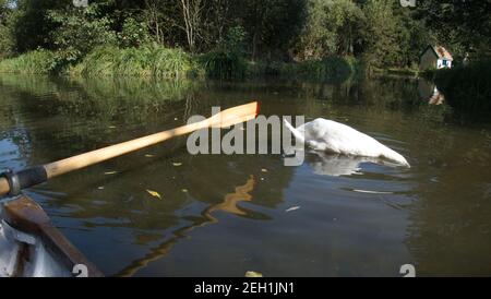 Schwanenfütterung unter Wasser auf Thorpeness Meare, Suffolk, England, Großbritannien. Stockfoto