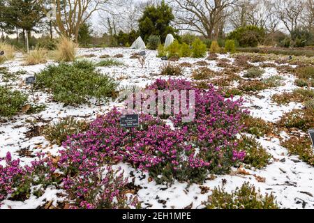 Purple Erica x darleyensis 'Lucie' blüht im Schnee in der Heather Landscape in Howard's Field im RHS Garden, Wisley, Surrey im Winter Stockfoto