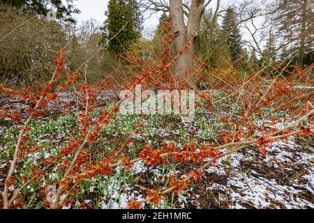 Dunkelrot bis orange Hamamelis x intermedia 'Rubin' Witch Hasel blühende RHS Garden, Wisley, Surrey im Winter mit einem Hintergrund von Schnee und Schneeglöckchen Stockfoto