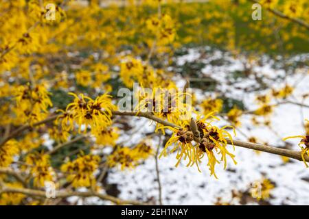 Dunkelgelbe Hamamelis x intermedia 'Barmstedt Gold' Hexe Hasel blühende RHS Garden, Wisley, Surrey im Winter mit einem Hintergrund von Schnee Stockfoto