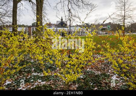 Hellzitronengelb Hamamelis x intermedia 'Sunburst' Witch Hasel blühende RHS Garden, Wisley, Surrey im Winter mit einem Hintergrund von Schnee Stockfoto