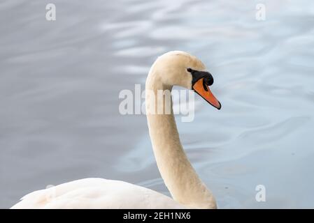 Close-up Portrait von einem Höckerschwan Stockfoto