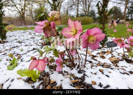 Purple hellebore Walberton's Rosemary Walhero blüht im Schnee RHS Garden, Wisley, Surrey im Winter Stockfoto