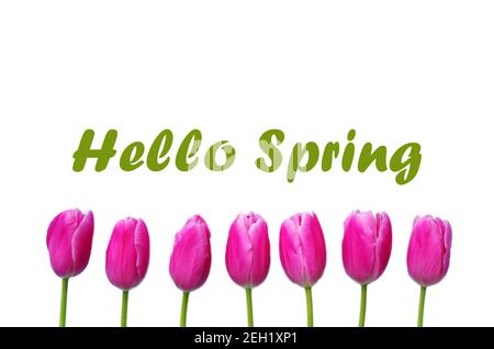 Hallo Frühling Text-Zeichen, schöne rosa Tulpen auf weißem Hintergrund flach legen. Frühlingskonzept und Happy Eastern Grußkarte, Geschenk, Poster, Webkonzept. Stockfoto
