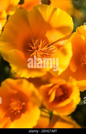 California Mohn Eschschscholzia californica Orange King Mohnblumen. Stockfoto