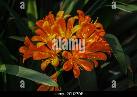 Nahaufnahme der leuchtend orangefarbenen clivia Flowe Stockfoto