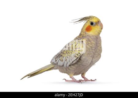 Weiblicher Cockatiel-Vogel aka Nymphicus hollandicus, stehende Seitenwege. Seitenwege. Isoliert auf weißem Hintergrund. Stockfoto