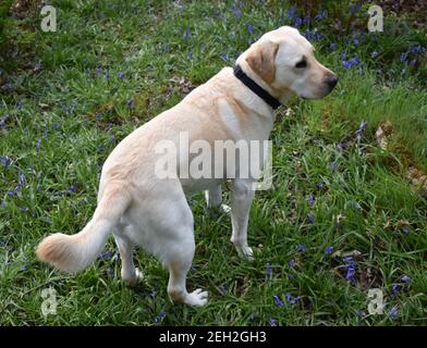 Schöner goldener labrador, der in einem Fleck von Bluebells steht.. Stockfoto