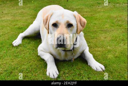 Yellow labrador blickt auf die Kamera, während er sich auf einem grasbewachsenen Feld hinlegt. Stockfoto