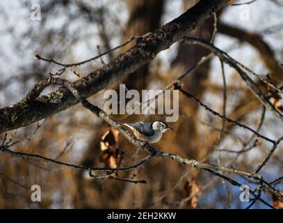 Weißbrustnuthatch auf einem Eichenbaum-Zweig im Winter Stockfoto