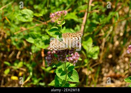 Eine weibliche silbergewaschene Fritillary Butterfly in Nordostitalien. Sie befinden sich auf den Blüten des perrenial Kraut Asclepias Syriaca, AKA Common Milk Weed Stockfoto