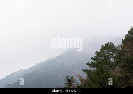 Nadelwald, Berge, Nebel. Mystische, bedeckende Landschaft. Feste Wolkendecke in den Bergen. Der Baum gegen den grauen Himmel. Das Konzept von Long Stockfoto
