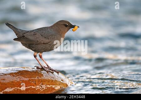 Amerikanischer Dipper mit einer Kadadisfly-Larve auf dem Yaak River im Frühjahr. Yaak Valley, nordwestlich von Montana. (Foto von Randy Beacham) Stockfoto