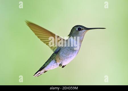 Weibchen schwarz-kinned Kolibri im Sommer. Yaak Valley, nordwestlich von Montana. (Foto von Randy Beacham) Stockfoto