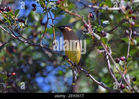 Zedernwachsflügel in einem westlichen Dienstbeerbaum im Sommer. Yaak Valley, nordwestlich von Montana. (Foto von Randy Beacham) Stockfoto