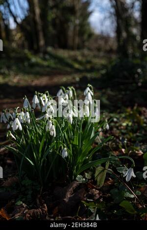 Schneeglöckchen in Naturwaldlandschaft mit Sonnenschein Stockfoto