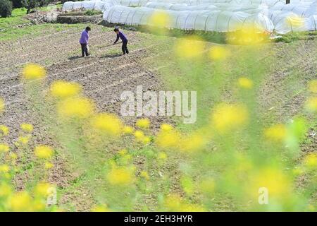 Fuzhou, Chinas Provinz Fujian. Februar 2021, 19th. Bauern pflügen das Feld im Dorf Puxian im Bezirk Minqing, Stadt Fuzhou, südöstlich der Provinz Fujian in China, 19. Februar 2021. Quelle: Song Weiwei/Xinhua/Alamy Live News Stockfoto