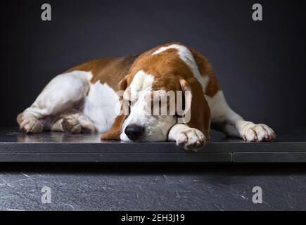 Schlafender müder Hund auf einem dunklen Hintergrund. Reinrassige Beagle für Erwachsene. Stockfoto
