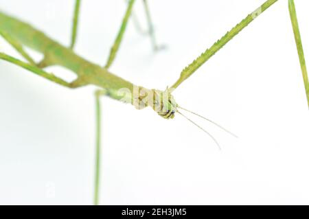 Wanderstock Insekt isoliert auf weißem Hintergrund. Phasmatodea - Medauroidea extradenta. Konzentrieren Sie sich auf einen Kopf. Makrobild. Stockfoto