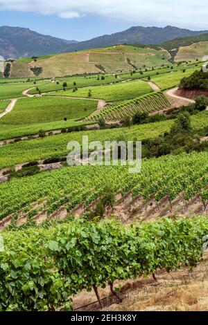 Weinberge, die chilenischen Wein in der Nähe von Santa Cruz im Colchagua-Tal in Zentralchile, Südamerika produzieren. Stockfoto