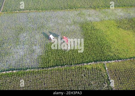 Khulna, Bangladesch - 04. Februar 2021: Luftaufnahme des grünen Reisfeldes bei Paikgacha in Khulna, Bangladesch. Rund 60 Prozent der Bevölkerung i Stockfoto