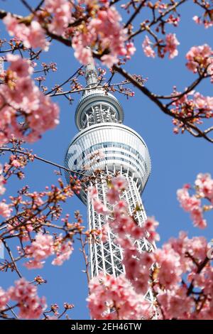 Tokio, Japan. Februar 2021, 19th. Tokyo Skytree wird durch Kawazu-zakura Kirschblüten gesehen, die in Tokyo zu blühen beginnen. Die Kawazu-zakura Sorte der Kirschblüten blüht immer früher als andere Sorten. Nach Angaben der Japan Meteorological Corporation wird die Kirschblütensaison in Tokio voraussichtlich ab März 20, sechs Tage früher als üblich, stattfinden. Quelle: Rodrigo Reyes Marin/ZUMA Wire/Alamy Live News Stockfoto