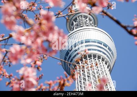 Tokio, Japan. Februar 2021, 19th. Tokyo Skytree wird durch Kawazu-zakura Kirschblüten gesehen, die in Tokyo zu blühen beginnen. Die Kawazu-zakura Sorte der Kirschblüten blüht immer früher als andere Sorten. Nach Angaben der Japan Meteorological Corporation wird die Kirschblütensaison in Tokio voraussichtlich ab März 20, sechs Tage früher als üblich, stattfinden. Quelle: Rodrigo Reyes Marin/ZUMA Wire/Alamy Live News Stockfoto