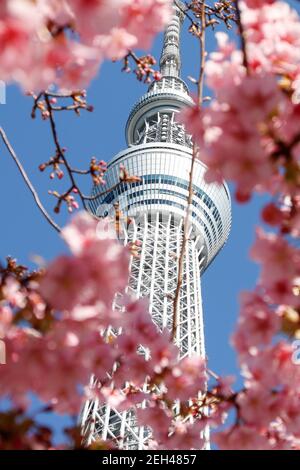 Tokio, Japan. Februar 2021, 19th. Tokyo Skytree wird durch Kawazu-zakura Kirschblüten gesehen, die in Tokyo zu blühen beginnen. Die Kawazu-zakura Sorte der Kirschblüten blüht immer früher als andere Sorten. Nach Angaben der Japan Meteorological Corporation wird die Kirschblütensaison in Tokio voraussichtlich ab März 20, sechs Tage früher als üblich, stattfinden. Quelle: Rodrigo Reyes Marin/ZUMA Wire/Alamy Live News Stockfoto