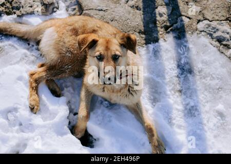 Großer Hund liegt im Schnee auf dem Bürgersteig Stockfoto