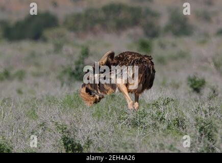 Somali Strauß (Struthio molybdophanes) weibliche Vererbung unter Flügel Tsavo East NP, Kenia November Stockfoto