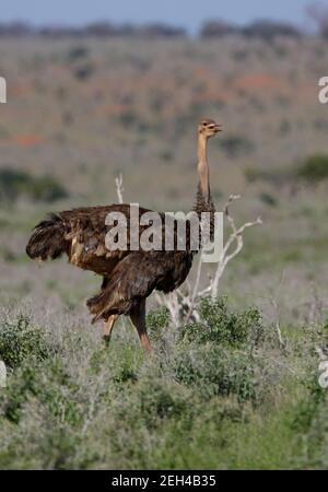 Somali Strauß (Struthio molybdophanes) Weibchen, die mit offenem Mund gehen Tsavo East NP, Kenia November Stockfoto