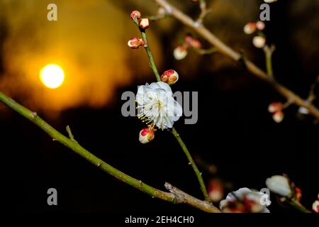 Pflaumenblüten bei Sonnenuntergang Stockfoto