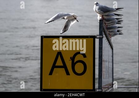 Düsseldorf, Deutschland. Februar 2021, 19th. Eine Möwe hebt von der A6 Anlegestelle am Rheinufer ab, wo ihre Mitmöwen in einer Reihe sitzen. In Nordrhein-Westfalen wird es an diesem Wochenende frühlingshaft mit Höhen bis zu 20 Grad sein. Das Wochenende soll trocken und mild sein, dazu kommt immer wieder die Sonne. Quelle: Federico Gambarini/dpa/Alamy Live News Stockfoto