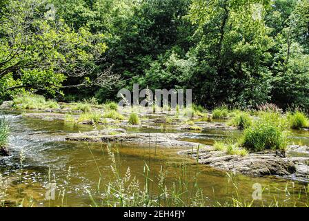 Cenath Fall Reihe von kleinen Wasserfällen und Pools auf der Fluss Teifi Stockfoto