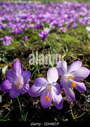 Drei lila Crocusses im Frühjahr, isoliert im Vordergrund Stockfoto