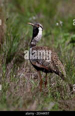 Hartlaub's Bustard (Eupodotis hartlaubii) zeigt männlichen Tsavo West NP, Kenia November Stockfoto